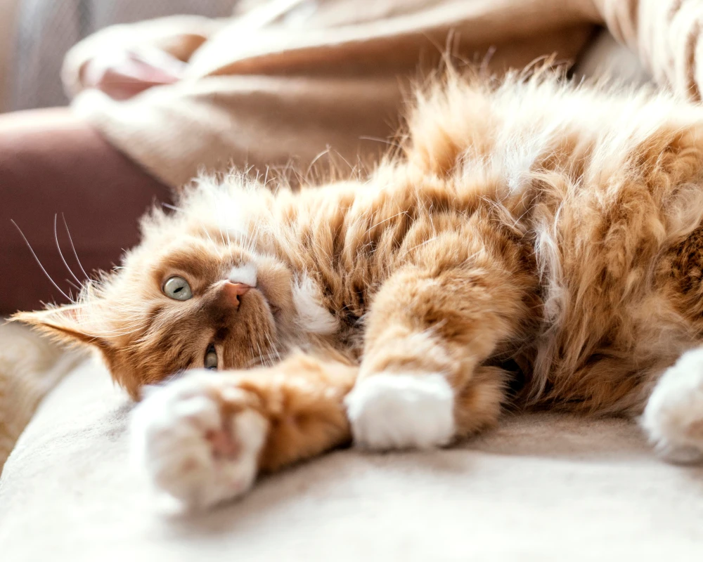 automatic feeder for dogs